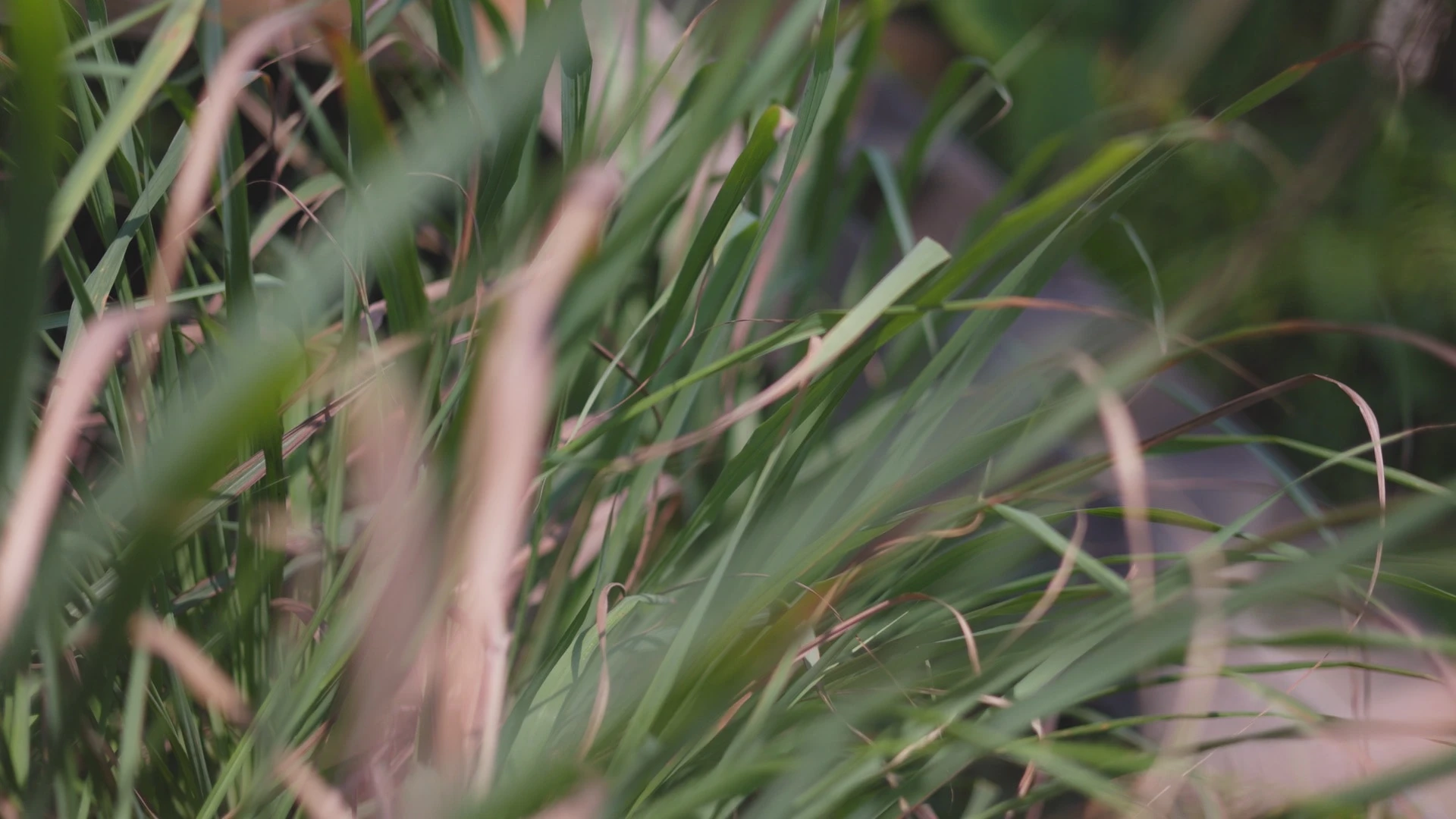 Bali / #soundsofplants, project view 2