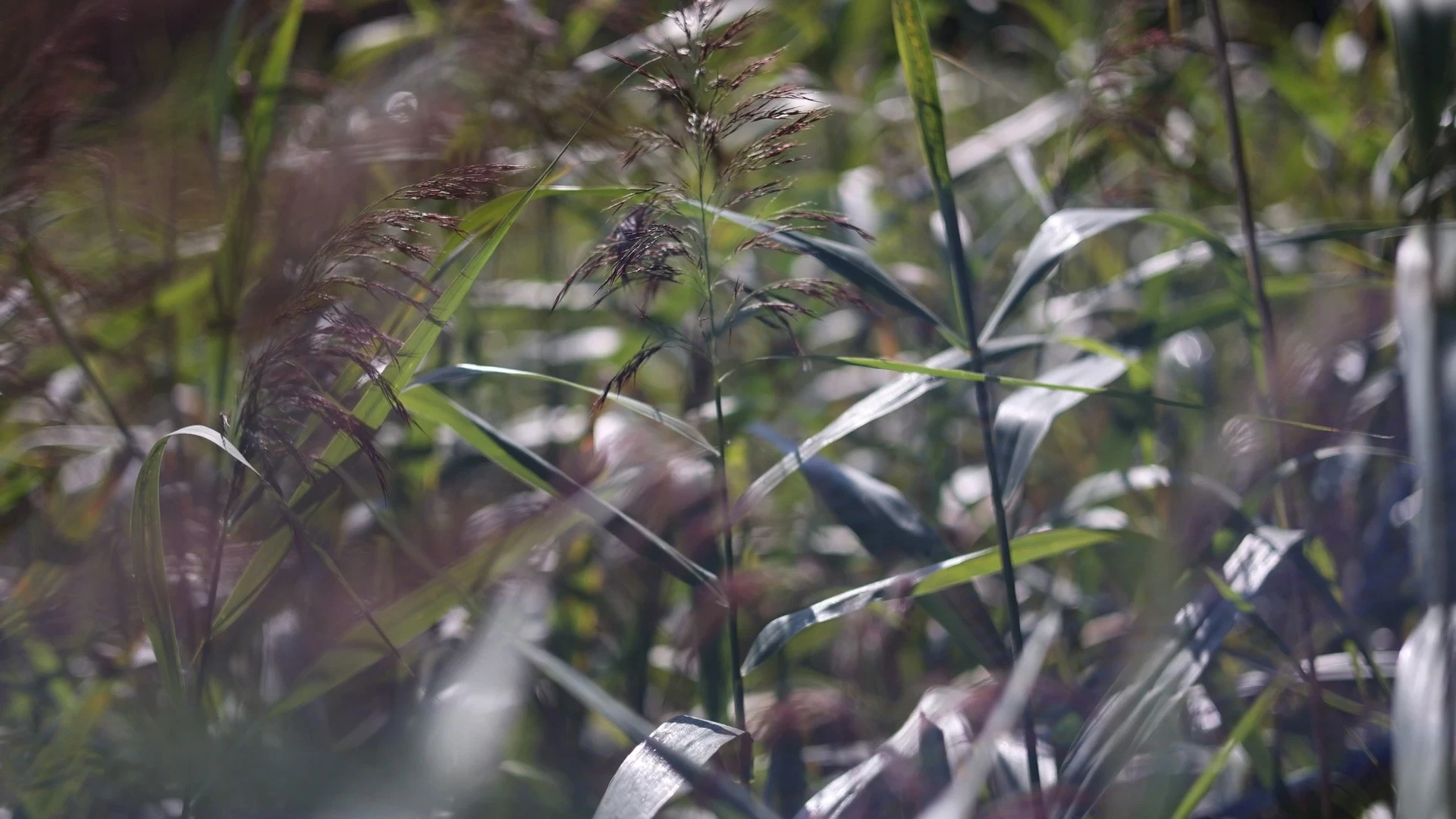 Mazury / #soundsofplants, project view 3