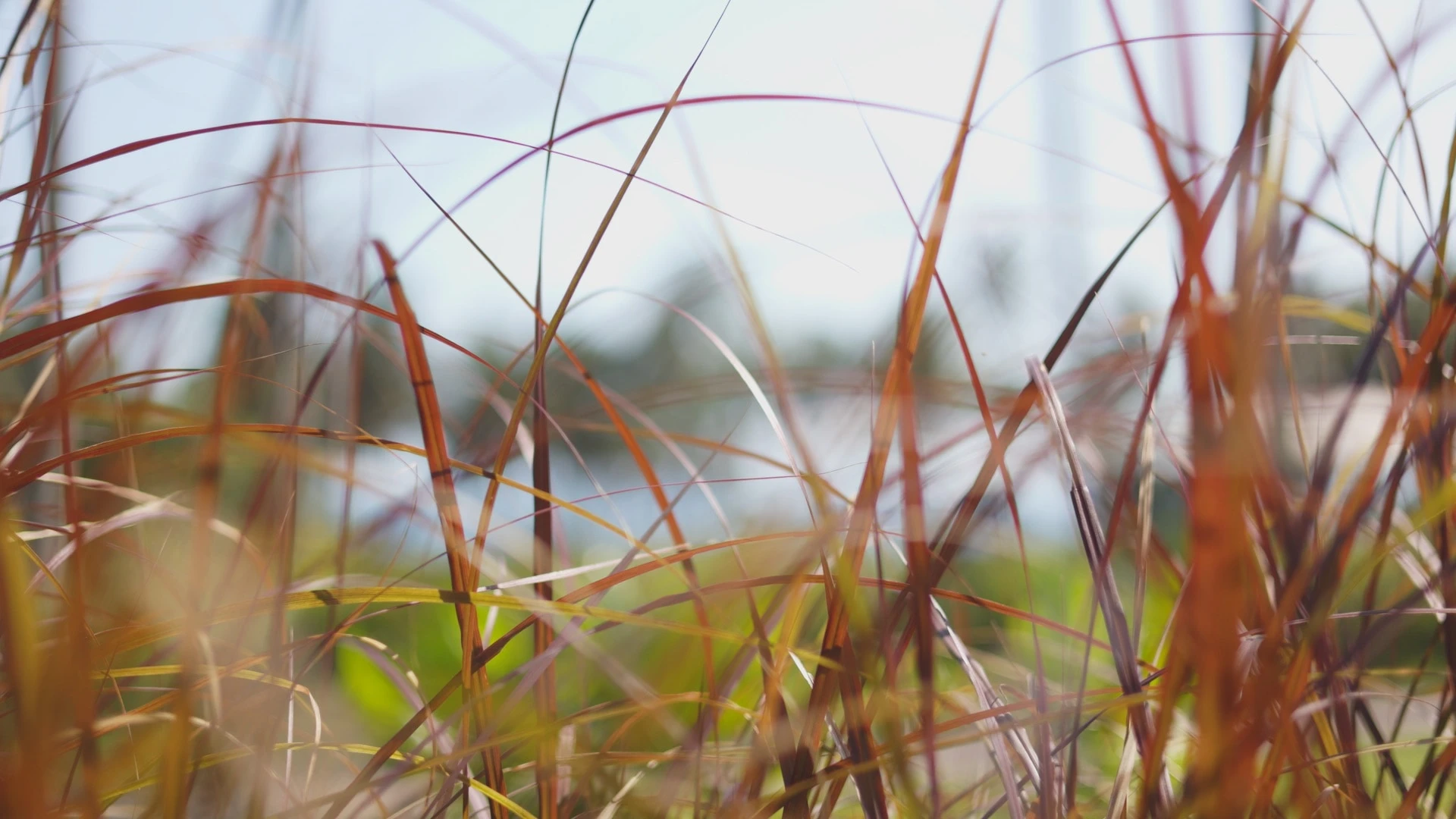 Bali / #soundsofplants, project view 3
