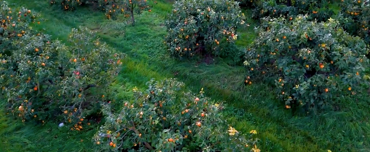 xavi / regenerative farmer, project view 4
