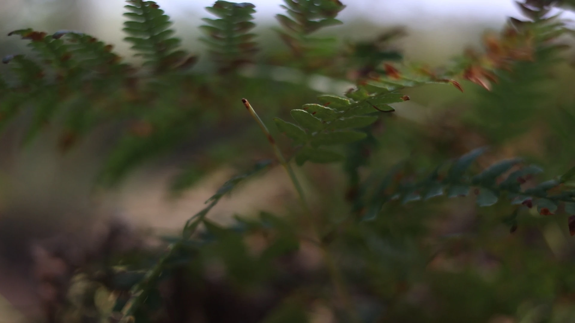 Mazury / #soundsofplants, project view 2
