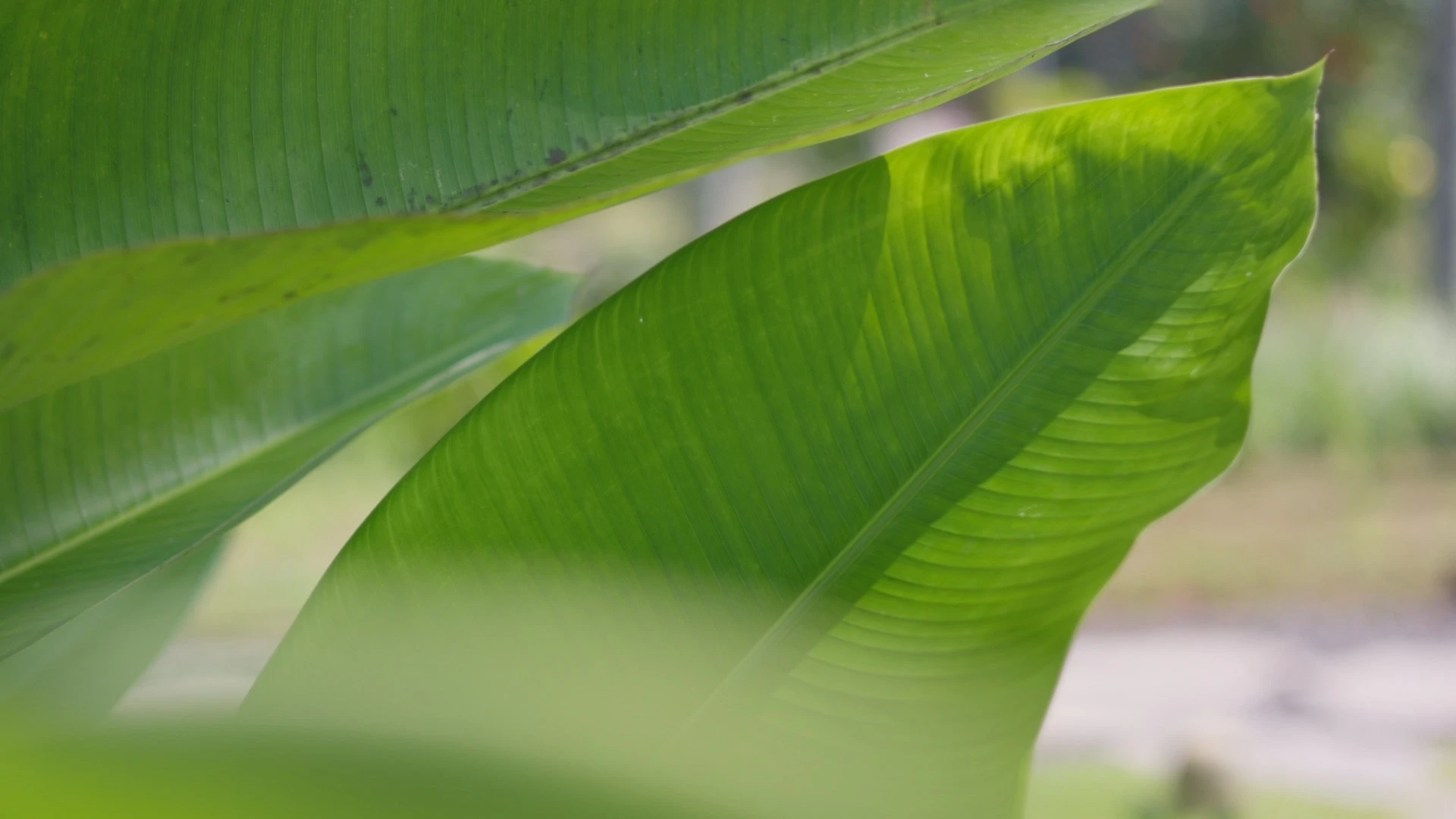 Bali / #soundsofplants, project view 4