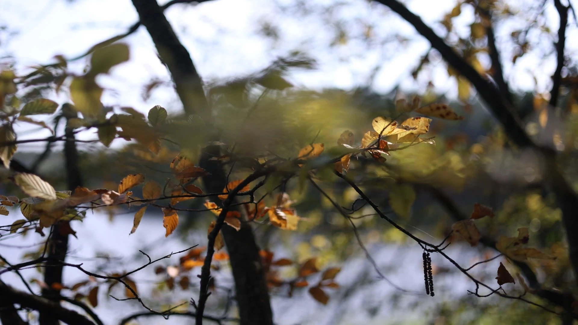 Mazury / #soundsofplants, project view 4