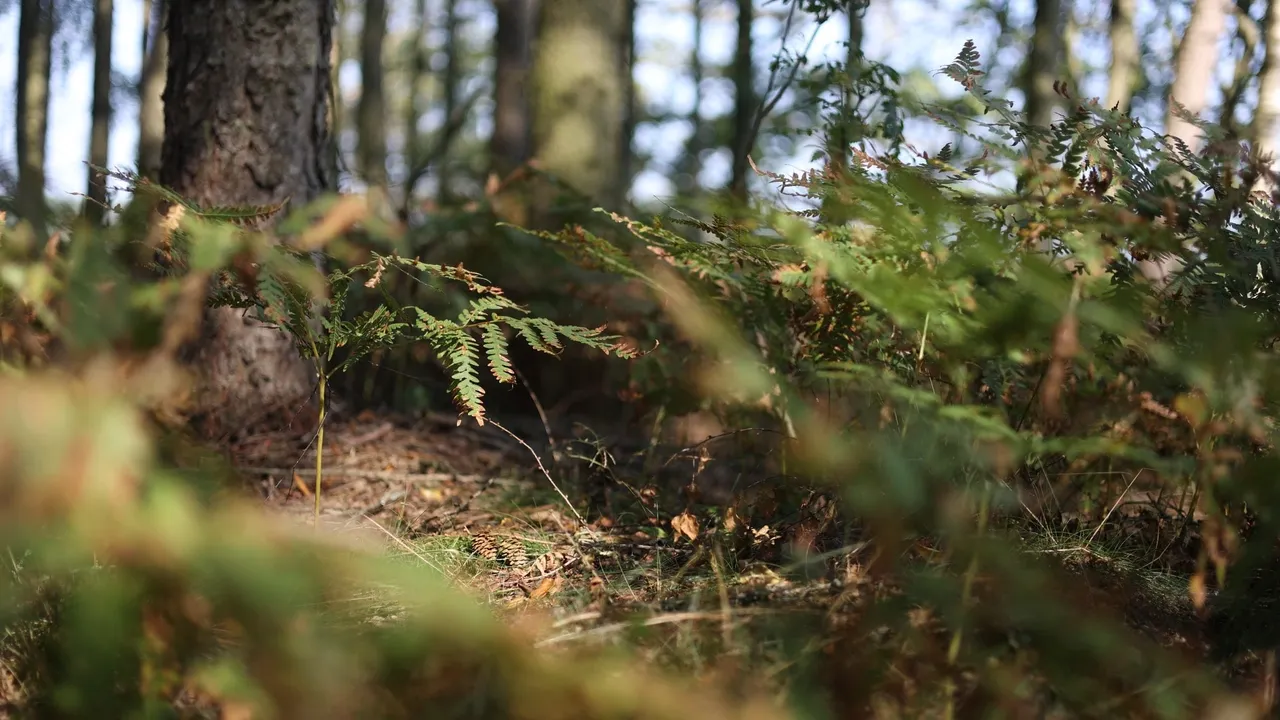 Mazury / #soundsofplants